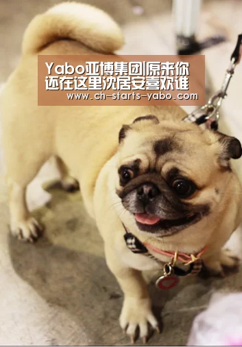 亚博体育官网